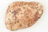 Fossil Phytosaur Scute - New Mexico #192903-1